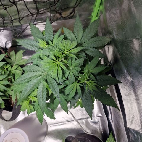 Orange Bud growlog timeline photo