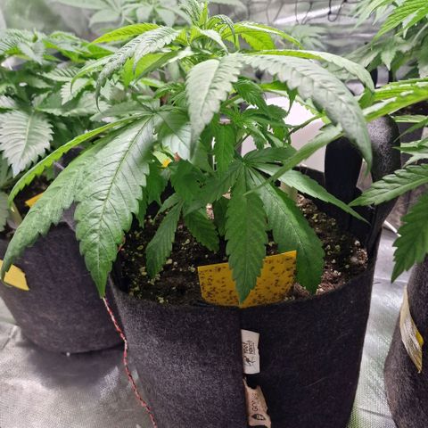 Super Lemone Haze  growlog timeline photo