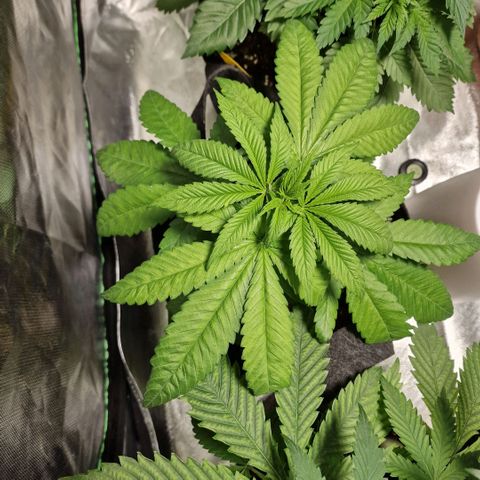 Super Lemone Haze  growlog timeline photo