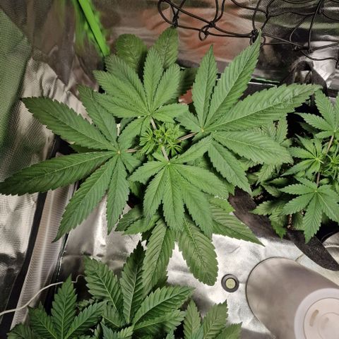 Skunk growlog timeline photo