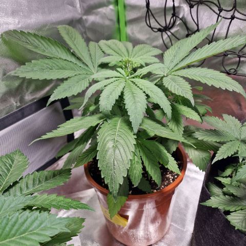 Skunk growlog timeline photo