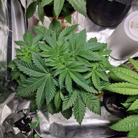 Northern Lights  growlog timeline photo