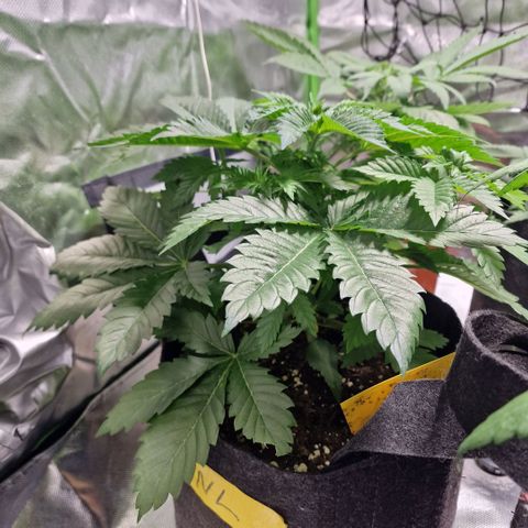 Northern Lights  growlog timeline photo