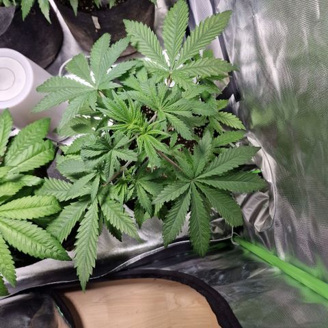 Passion Fruit  growlog timeline photo