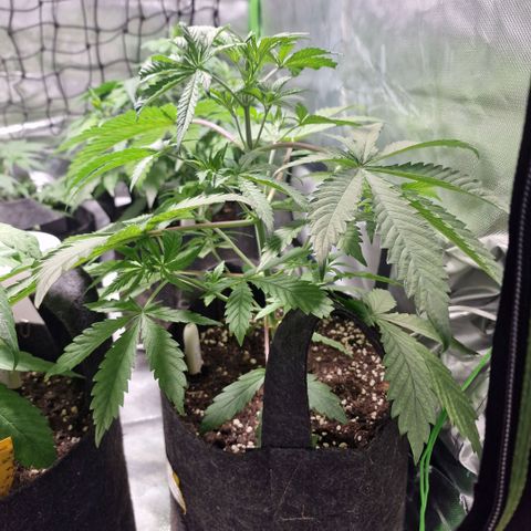Passion Fruit  growlog timeline photo