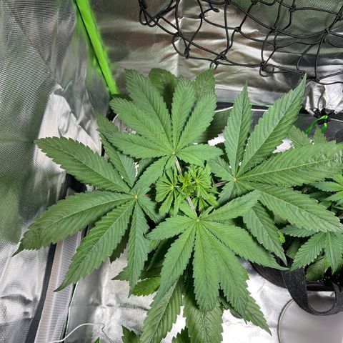 Skunk growlog timeline photo