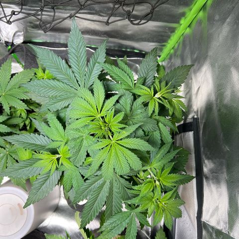 Orange Bud growlog timeline photo