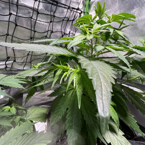 Orange Bud growlog timeline photo
