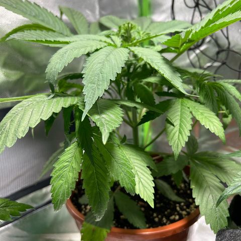 Skunk growlog timeline photo