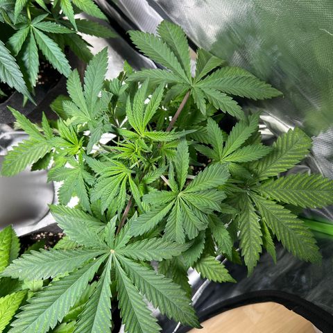 Passion Fruit  growlog timeline photo