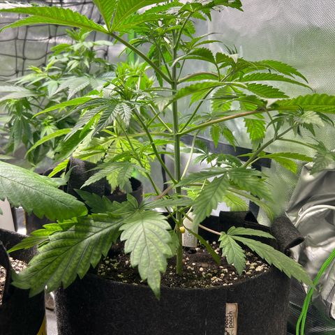 Passion Fruit  growlog timeline photo