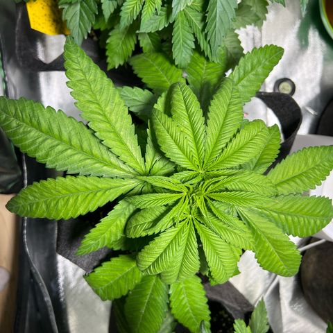 Super Lemone Haze  growlog timeline photo