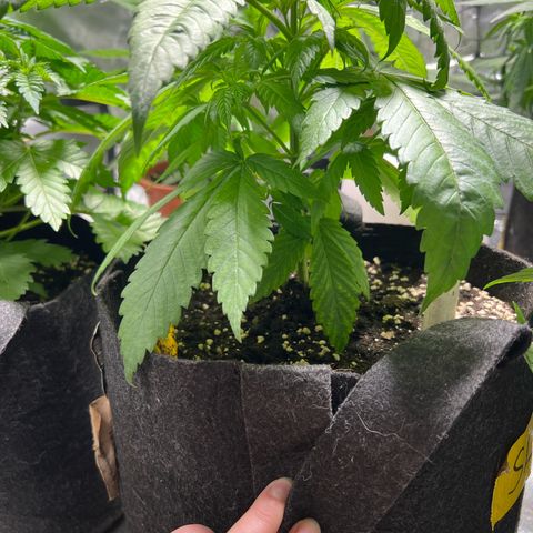 Super Lemone Haze  growlog timeline photo
