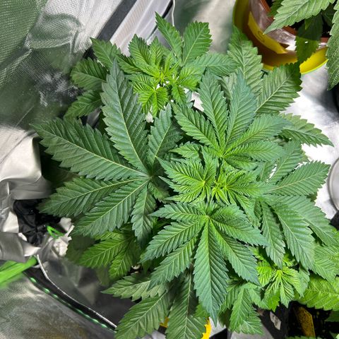 Northern Lights  growlog timeline photo