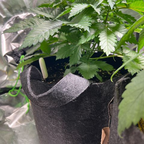 Northern Lights  growlog timeline photo