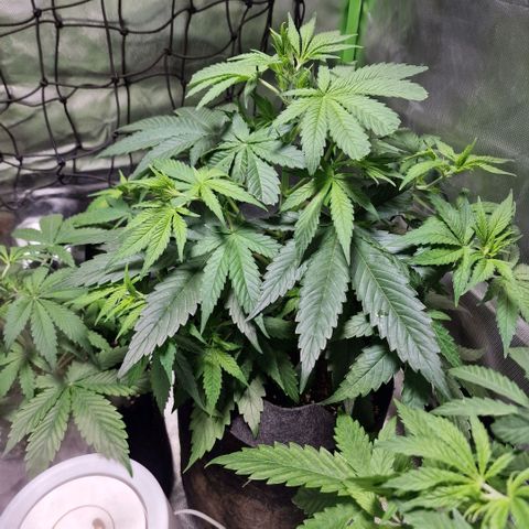 Orange Bud growlog timeline photo