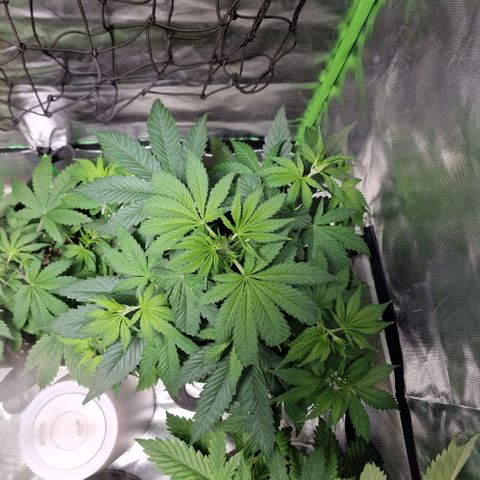 Orange Bud growlog timeline photo