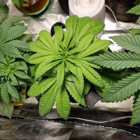 Super Lemone Haze  growlog timeline photo