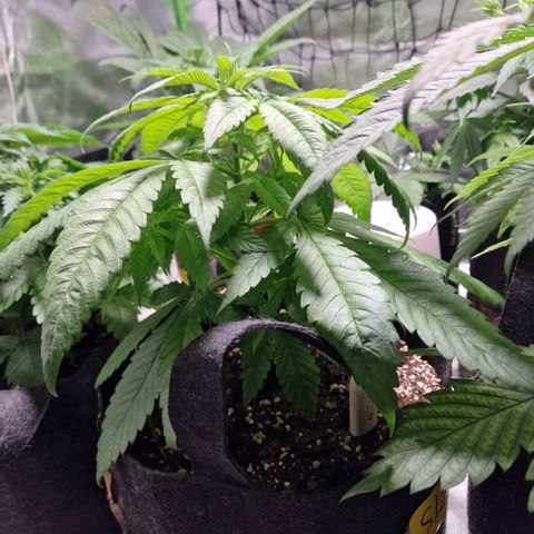 Super Lemone Haze  growlog timeline photo
