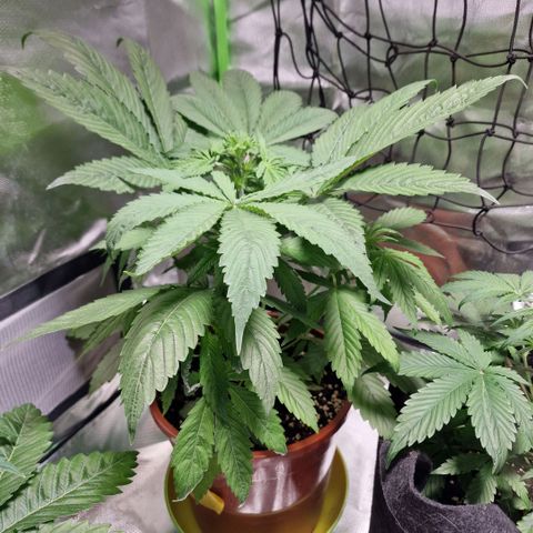 Skunk growlog timeline photo