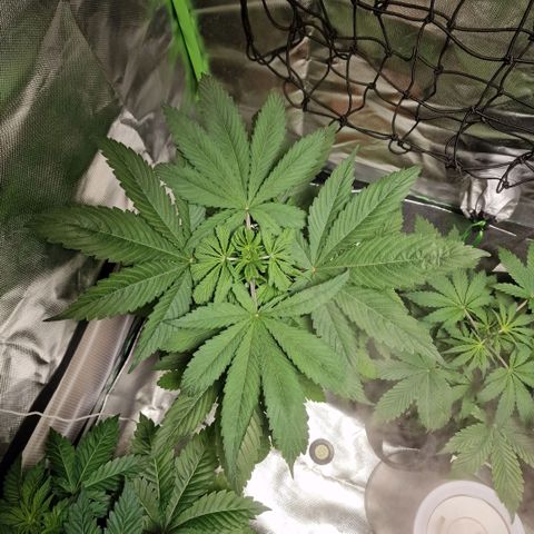 Skunk growlog timeline photo
