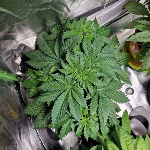 Northern Lights  growlog timeline photo