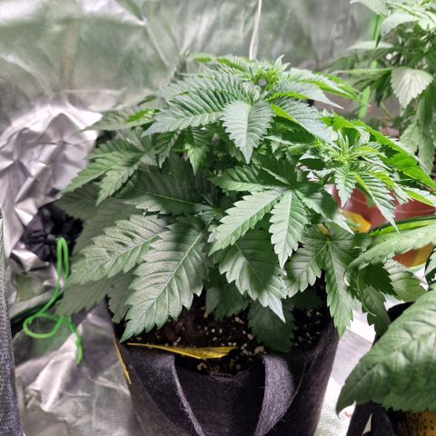 Northern Lights  growlog timeline photo