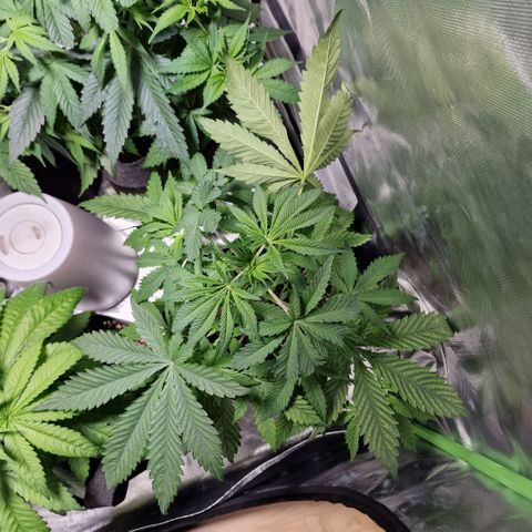 Passion Fruit  growlog timeline photo
