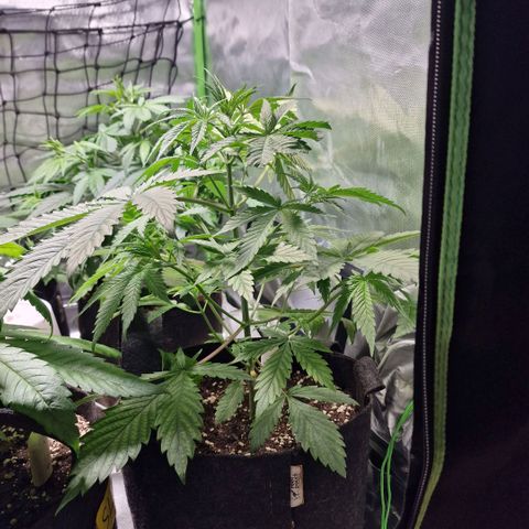 Passion Fruit  growlog timeline photo