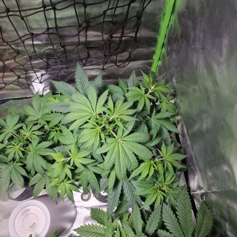 Orange Bud growlog timeline photo