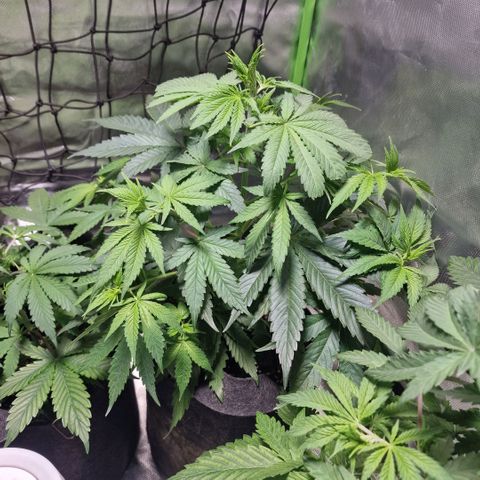 Orange Bud growlog timeline photo