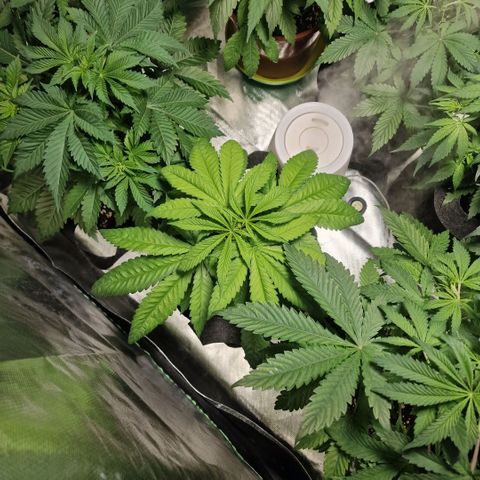 Super Lemone Haze  growlog timeline photo
