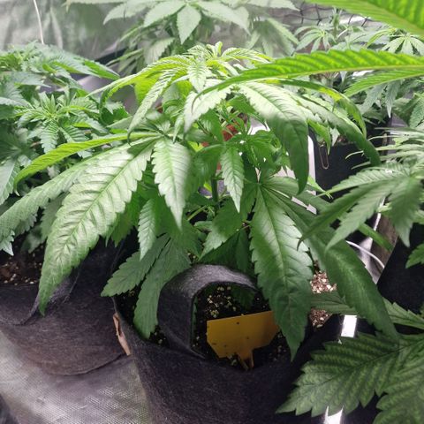 Super Lemone Haze  growlog timeline photo