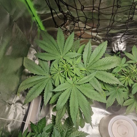 Skunk growlog timeline photo