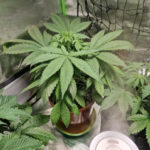 Skunk growlog timeline photo