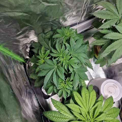 Northern Lights  growlog timeline photo