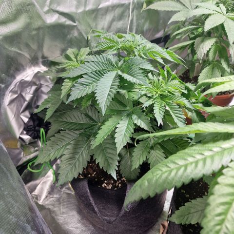 Northern Lights  growlog timeline photo