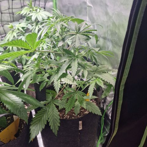Passion Fruit  growlog timeline photo