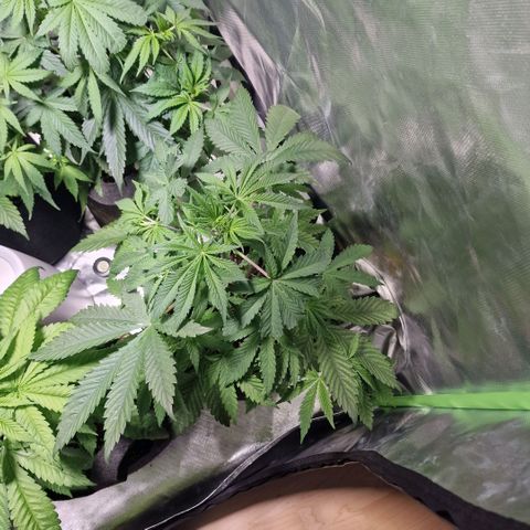 Passion Fruit  growlog timeline photo