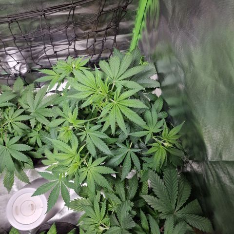 Orange Bud growlog timeline photo