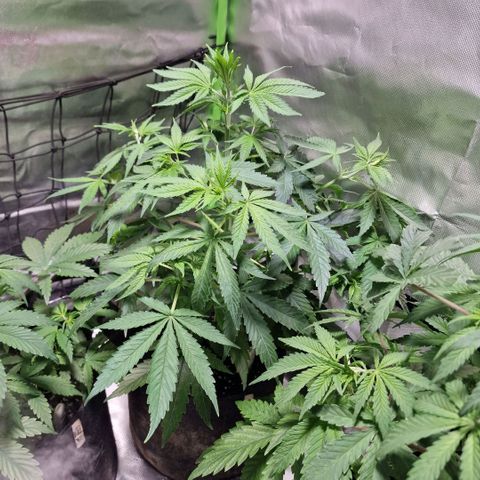 Orange Bud growlog timeline photo