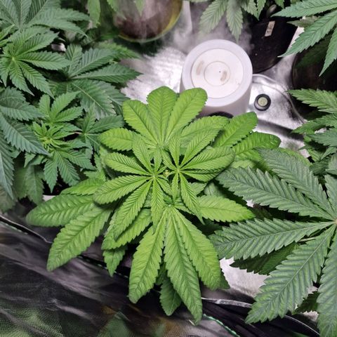 Super Lemone Haze  growlog timeline photo