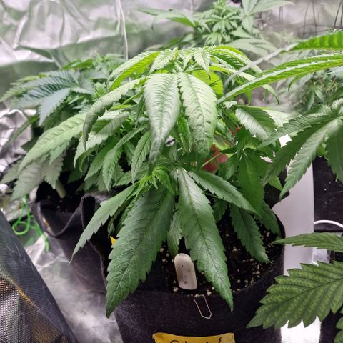 Super Lemone Haze  growlog timeline photo