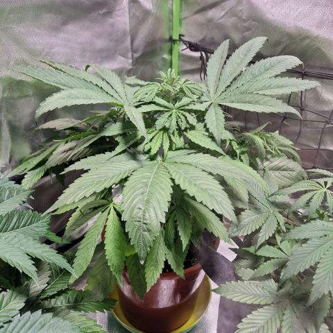 Skunk growlog timeline photo
