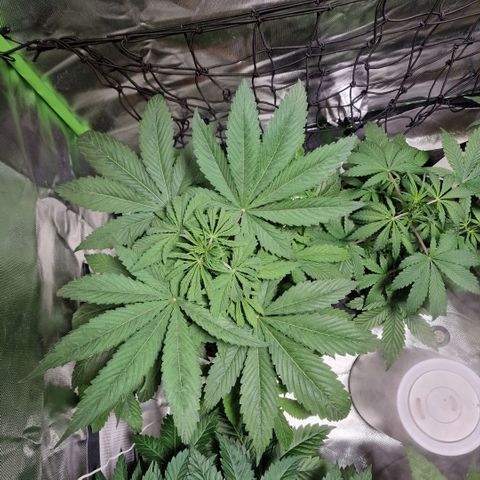 Skunk growlog timeline photo
