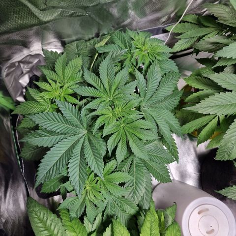 Northern Lights  growlog timeline photo