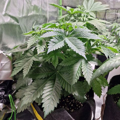 Northern Lights  growlog timeline photo
