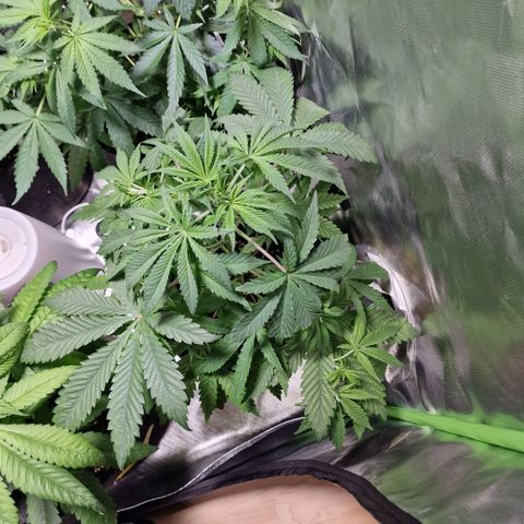 Passion Fruit  growlog timeline photo