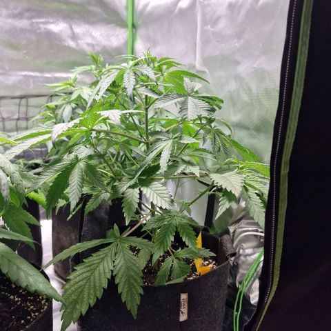 Passion Fruit  growlog timeline photo