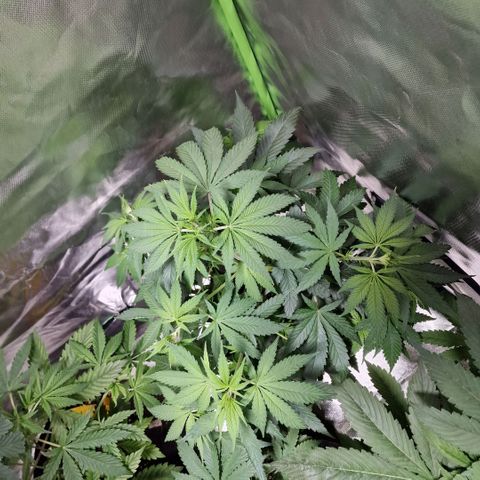 Orange Bud growlog timeline photo